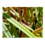 Brown Cricket Post Card