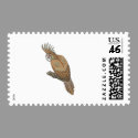 brown crown macaw