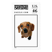 Brown Dachshund Postage Stamps