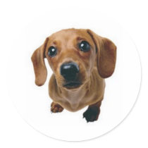 Brown Dachshund stickers by kokobaby Brown Dachshund stickers