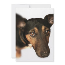 Brown Dog Invitation