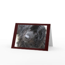 brown eyed hugo cards by noblenewf brown eyed hugo cards