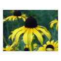 Brown eyed susan posters