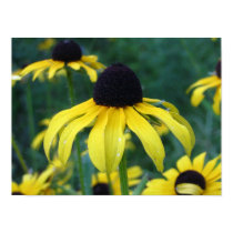 Brown eyed susan posters