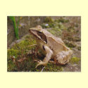 Brown frog close up postcards