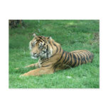 Brown Fur Black Stripes Tiger Sitting Postcard