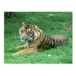 Brown Fur Black Stripes Tiger Sitting Postcard