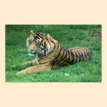 Brown Fur Black Stripes Tiger Sitting Poster