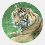 Brown Fur Black Stripes Tiger Sitting Sticker
