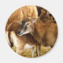 Brown Fuzzies Magnets