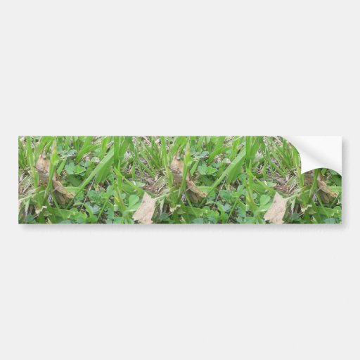Brown Grass Hopper Hiding In Green Grass Bumper Stickers