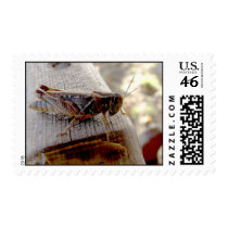 Brown Grasshopper stamps