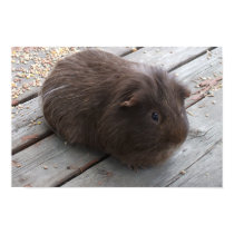 Brown Guinea Pig Poster posters