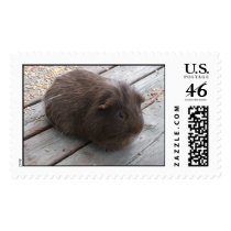 Brown Guinea Pig Stamp