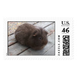 Brown Guinea Pig Stamp