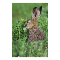 Brown Hare, Lepus europaeus, young eating,