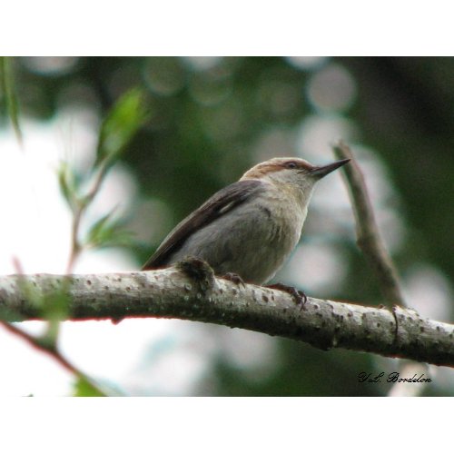 Brown-headed Nuthatch 2 Poster print
