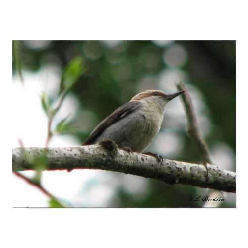 Brown-headed Nuthatch 2 Poster print