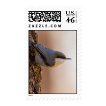 Brown-headed Nuthatch Postage Stamp