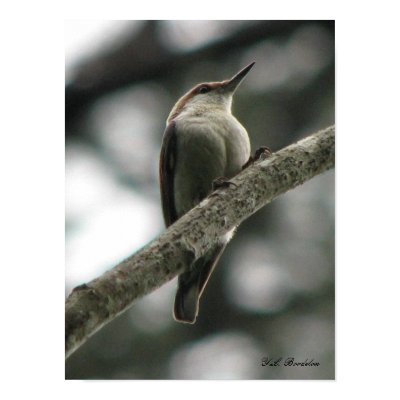 Brown-headed Nuthatch Poster by naturegirl7