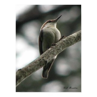 Brown-headed Nuthatch Poster print