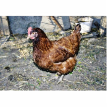 Brown Hen On The Back Yard Cut Outs