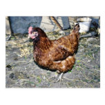 Brown Hen On The Back Yard Postcard