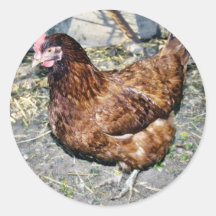 Brown Hen On The Back Yard Round Sticker