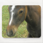Brown Horse Foal Mouse Pad