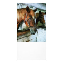 Brown Horse in Stall Photo Cards