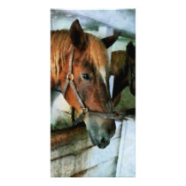 Brown Horse in Stall Customized Photo Card
