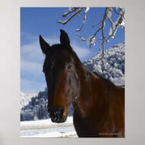 Brown horse in winter print