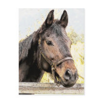 Brown Horse Postcard