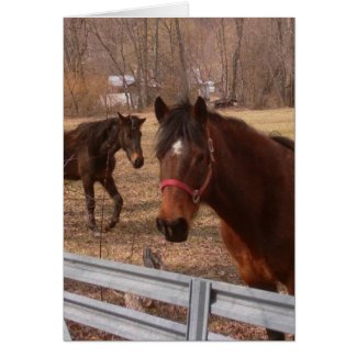 Brown Horses Greeting Card