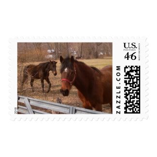 Brown Horses Postage Stamp