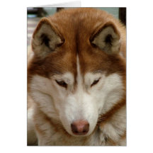 Brown Husky Greeting Card