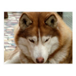 Brown Husky Postcard