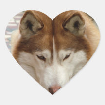 Brown Husky Stickers