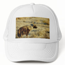 Brown hyena wildlife hats by Rowood Brown hyena wildlife hats
