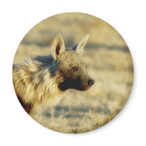 Brown hyena wildlife magnets by Rowood Brown hyena wildlife magnets