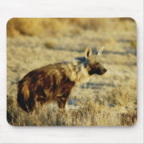 Brown hyena wildlife mousepads