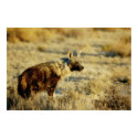 Brown hyena wildlife prints, posters & images