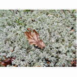 Brown Leaf On Sphagnum Moss Photo Sculpture