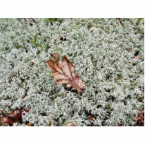 Brown Leaf On Sphagnum Moss photo sculptures by lifesphere Brown Leaf On Sphagnum Moss photo sculptures