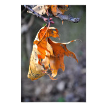 Brown leaf photo art