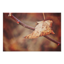 Brown leaf photograph