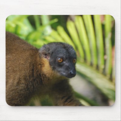 Lemur Pad