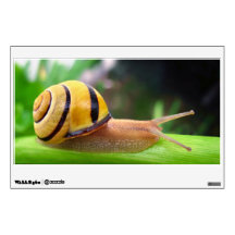 Brown Lipped Snail Cepaea Nemoralis Grove Snail Wall Graphics