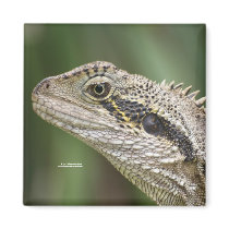 Brown lizard magnet