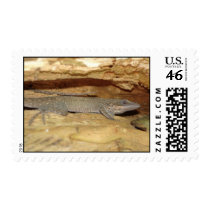 Brown Lizard postage by rkester Brown Lizard postage